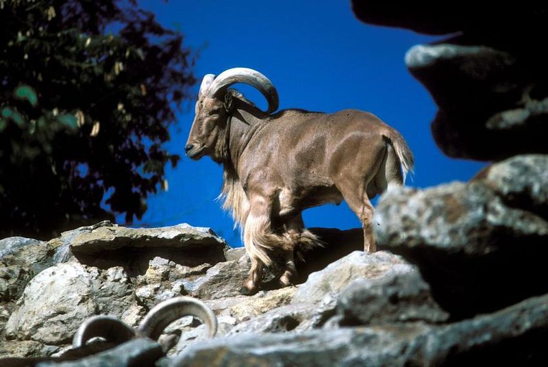 Perfect Hunting Method For Rugged Country