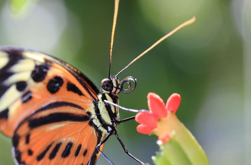 Antennae Structure Differences