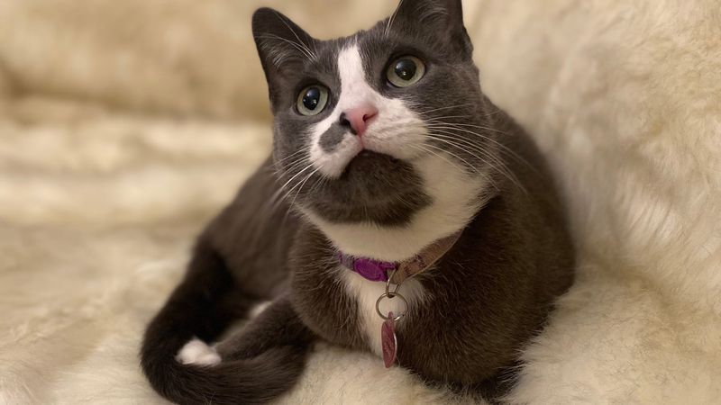 Drool Of Approval