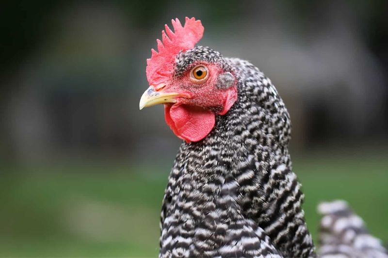 Striking Barred Plymouth Rocks