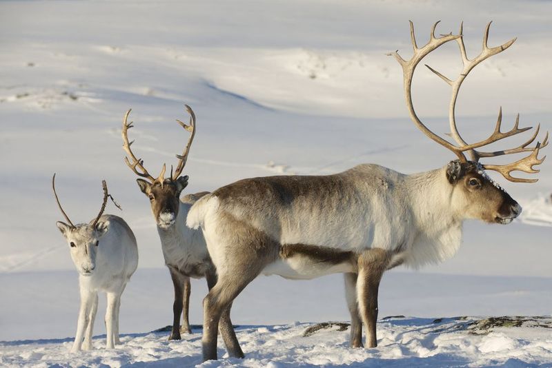 Antler Configuration