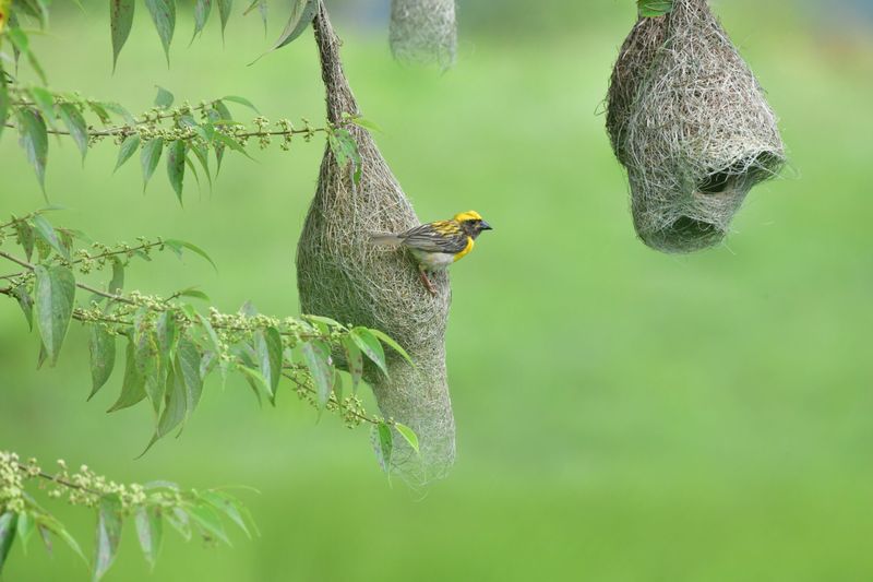 Nest Architecture