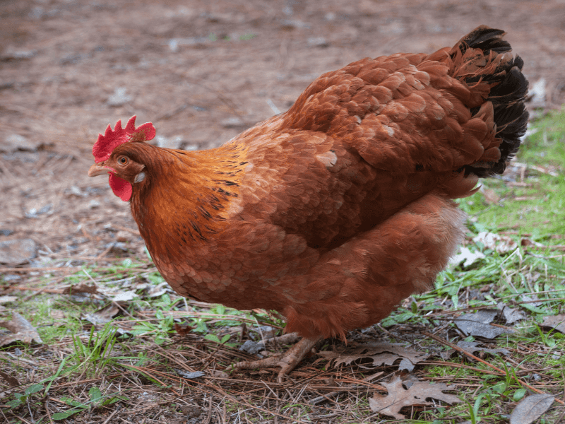 How Long Do Different Chicken Breeds Live?