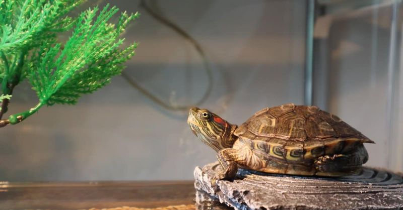 Lifespan Of Red-Eared Sliders In Captivity Vs. The Wild