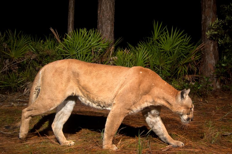 Last Stand: Florida Panther