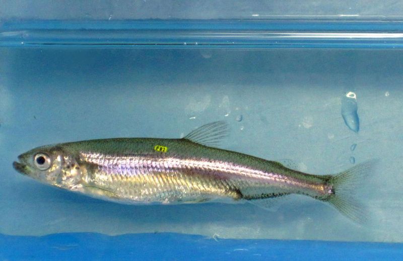 Disappearing Act: Delta Smelt