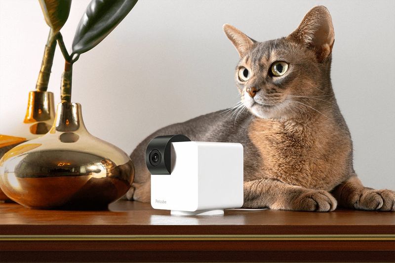 Assume Your Cat Will Be Fine Without Checking In