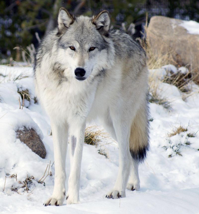 The Northwestern Wolf: America's Giant Subspecies