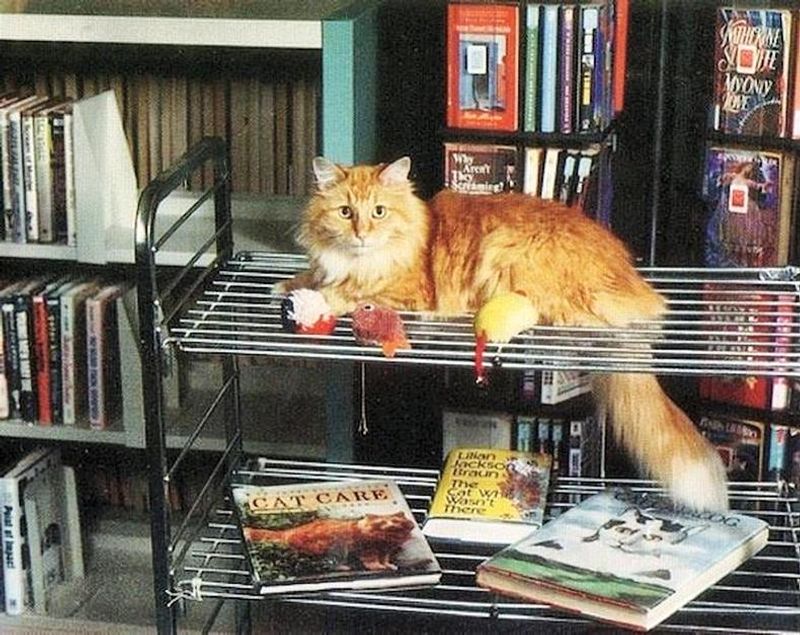 Dewey Readmore Books: The Library Cat Who Built Community