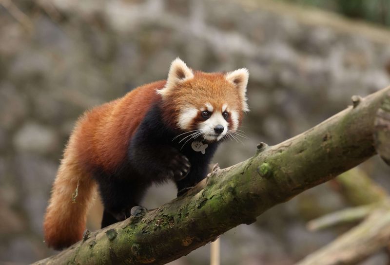 Ancient Species Older Than Giant Pandas