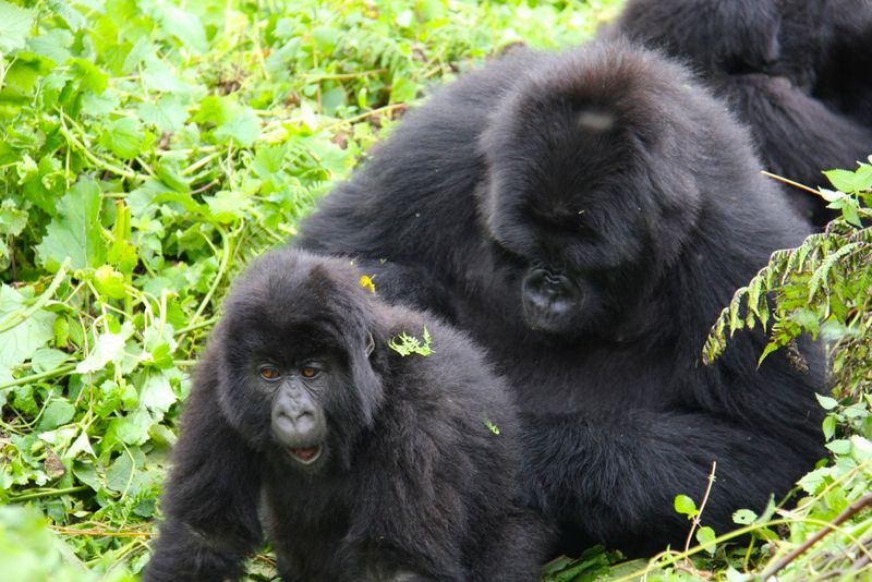 Grooming Rituals Strengthen Relationships