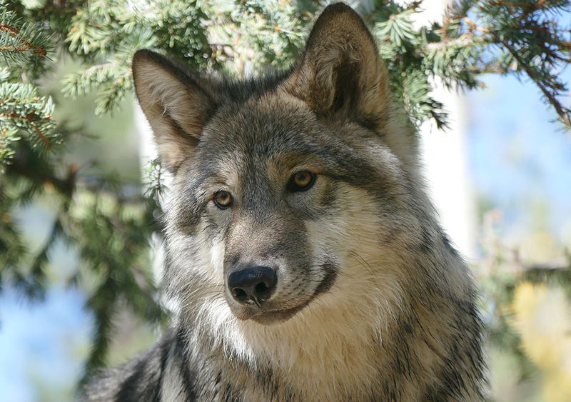 Howls Are Like Fingerprints
