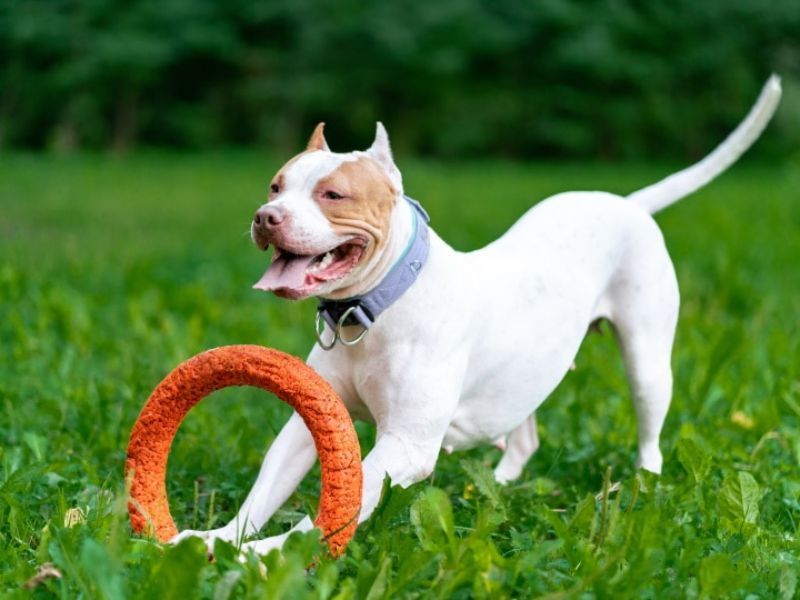 Playfulness Shows Different Personalities