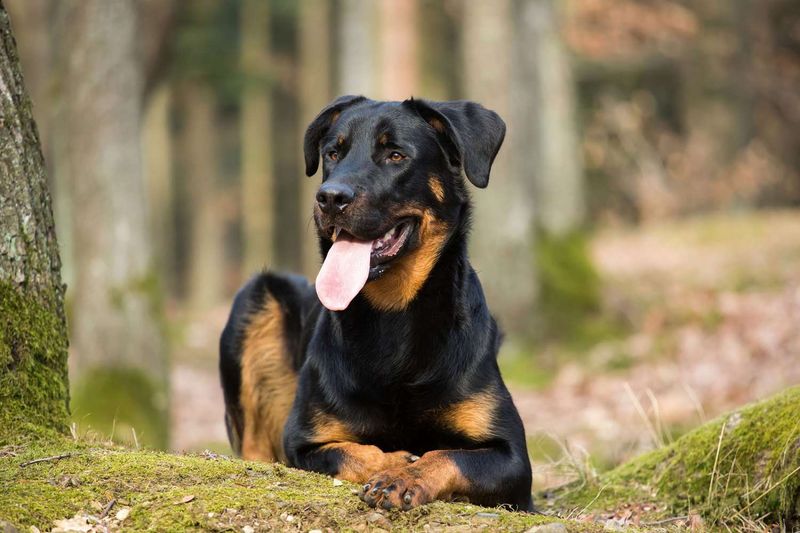 Coat Characteristics