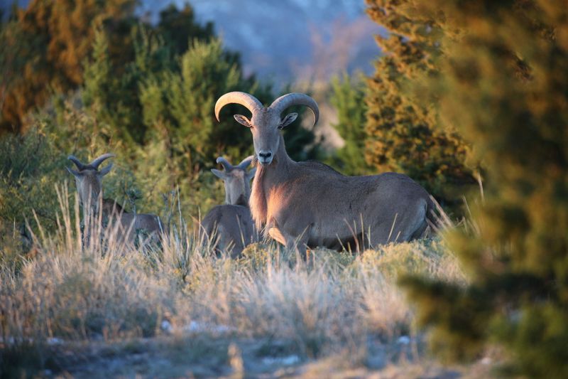 Habitat Heavyweights