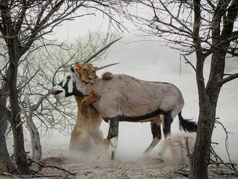 Hunting Machines