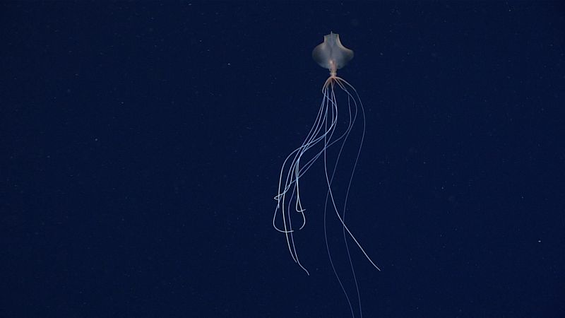 Global Deep-Sea Residents