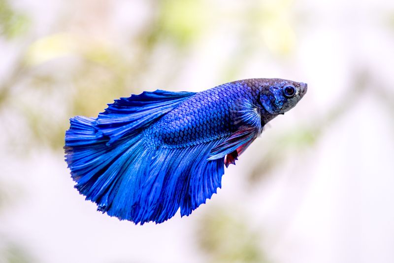 Betta Fish: The Fleeting Fighters