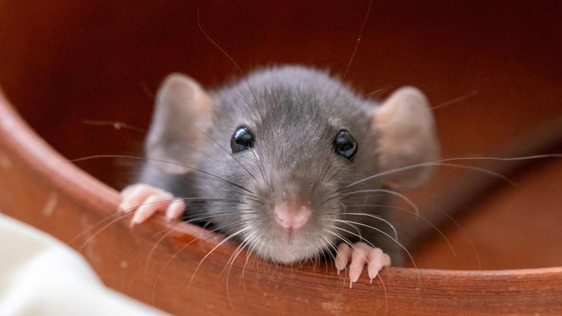 Female Rats Often Outlive Males