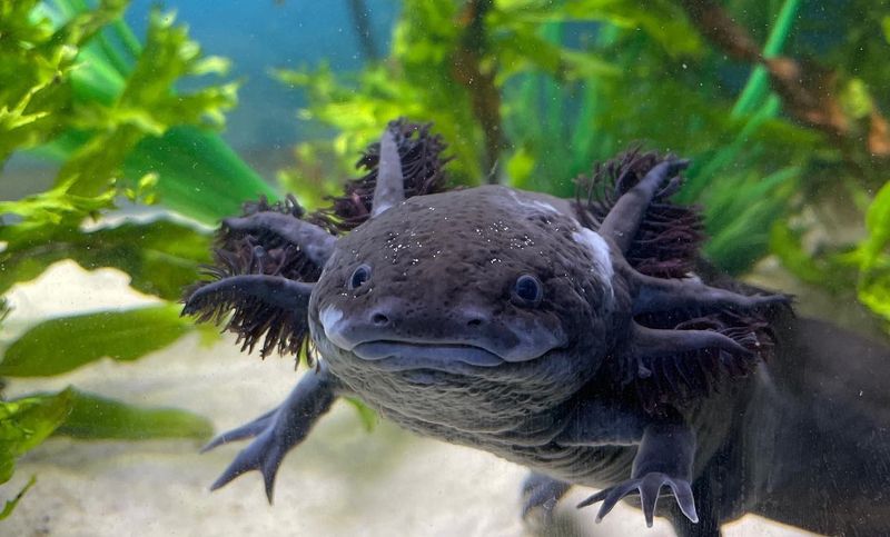 Axolotls