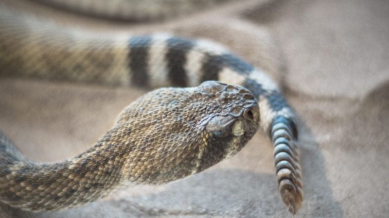 Snake First Aid Myths