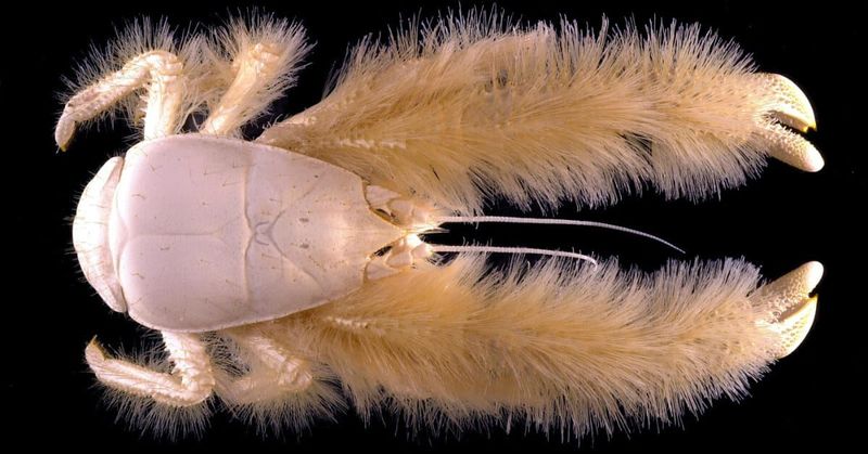 Yeti Crab: The Hairy-Armed Bacteria Farmer