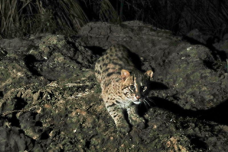 The Discovery Of The Indian Fishing Cat In Punjab