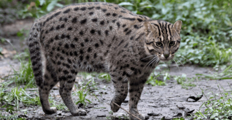 Farmer Stunned After Spotting Rare Predator Far From Its Usual Range
