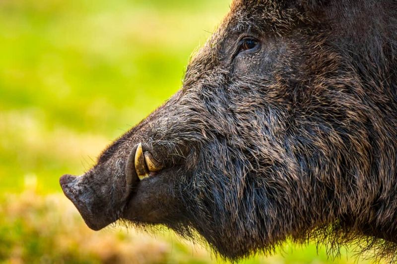 Adult Pigs Have 44 Teeth
