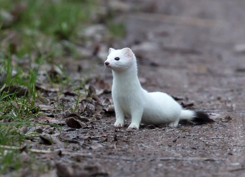The White Ermine's Unique Coat