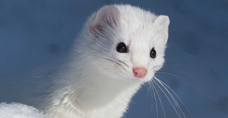 Fascinating Facts About The Elusive White Ermine
