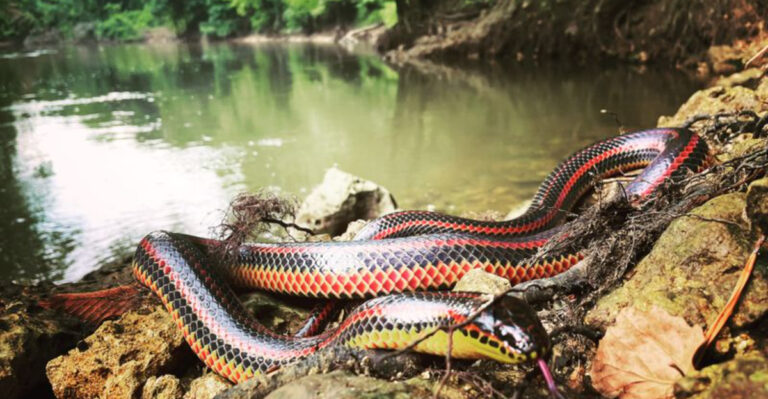 Fascinating Rainbow Snake Facts And The Discovery Of The Largest Specimen Ever Found