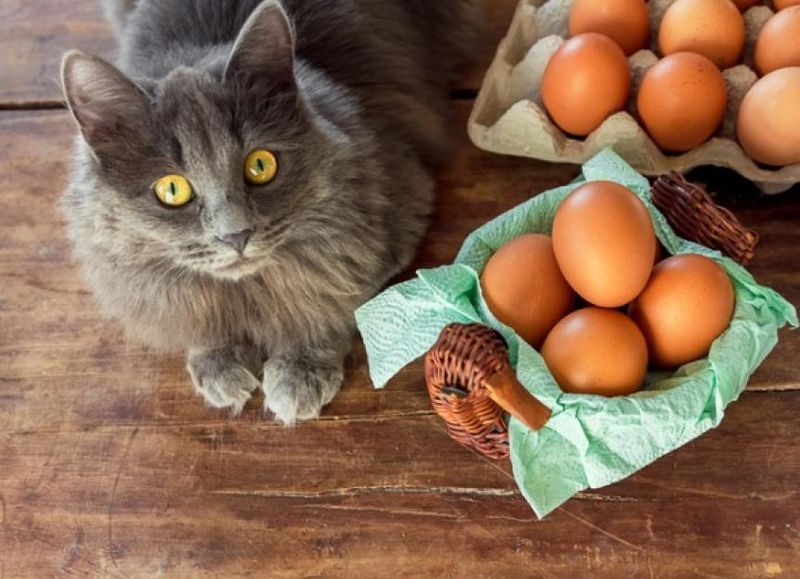 Raw Eggs