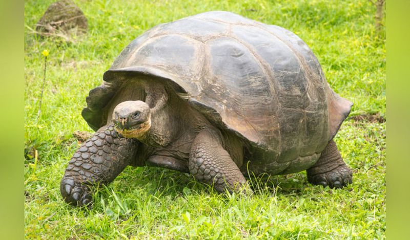 He's One Of The Oldest Living Tortoises On Earth