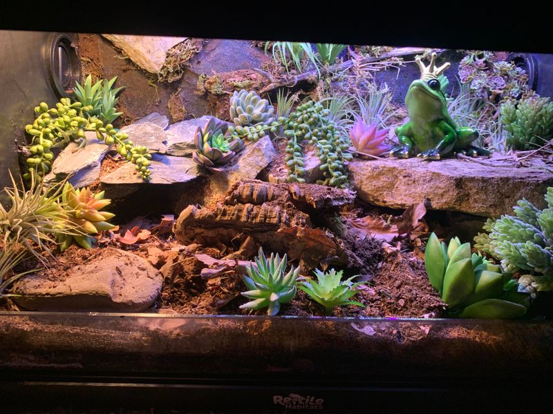 Arid Plant Paradise