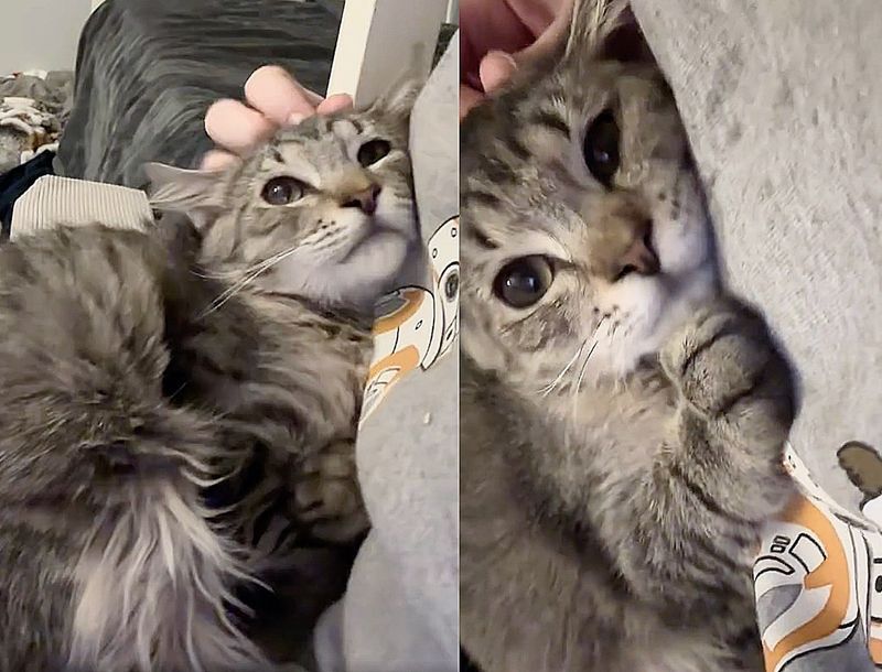 Learning To Trust Human Touch