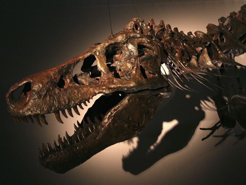 A New Perspective On Extinction
