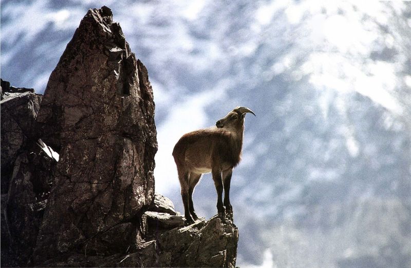 Sky-High Himalayan Tahrs