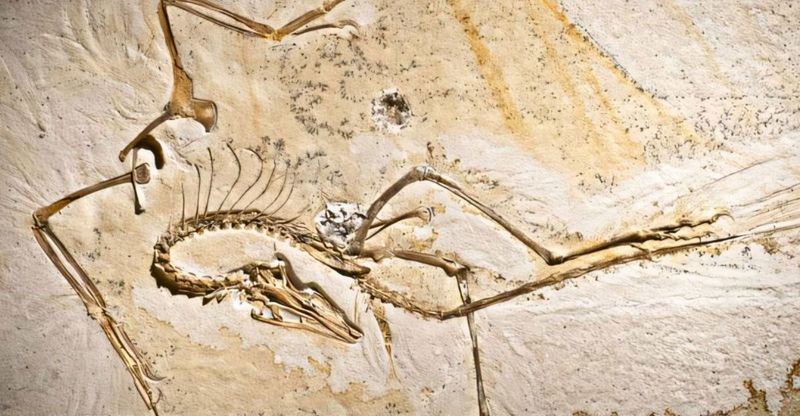 Muscle Tissue Shows Dinosaur-Bird Connection
