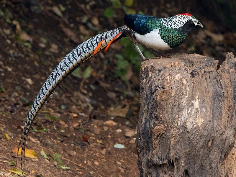 The Painted Warrior: Lady Amherst's Pheasant