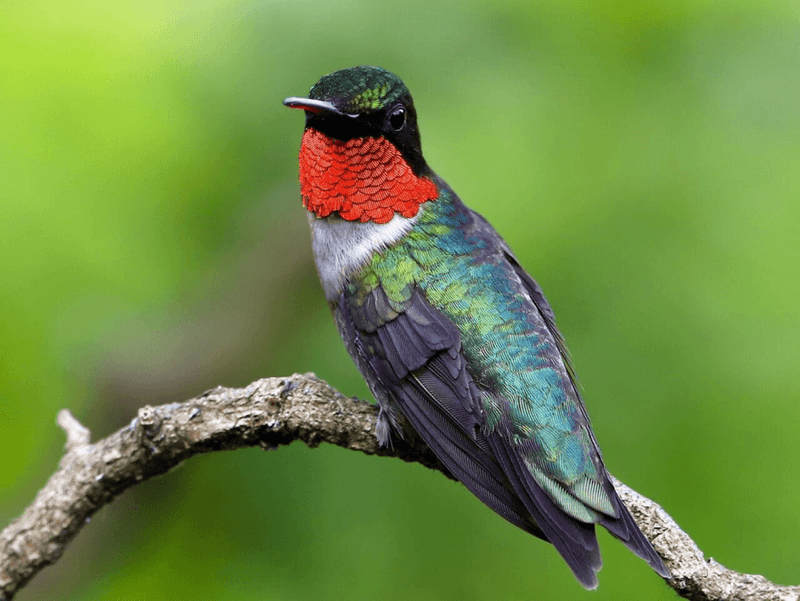 Ruby-Throated Surprises: Hummingbirds