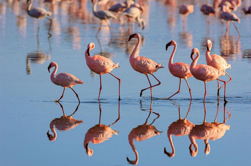 Floating Sunset: Greater Flamingo