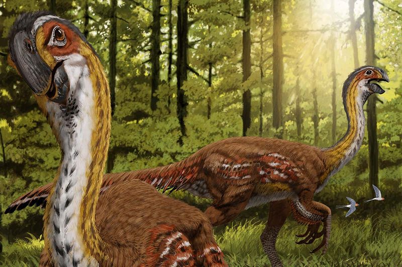 The Role Of Feathers In Dinosaur Evolution