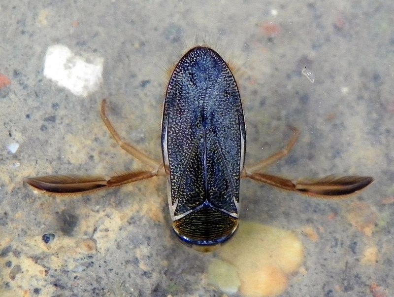Surprising Swimmers: Aquatic Beetles
