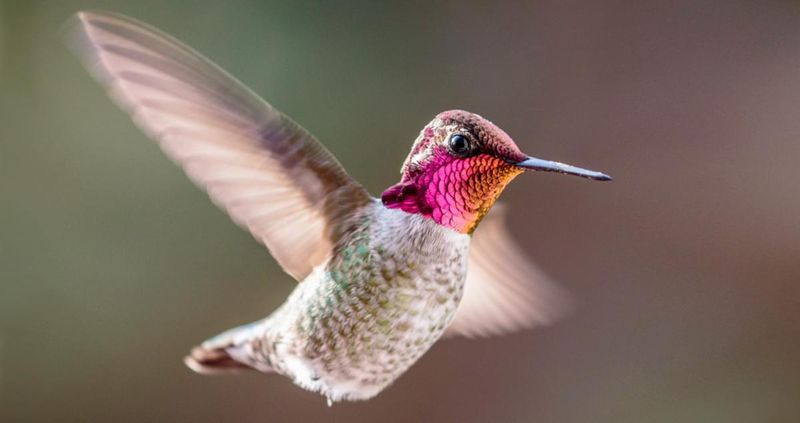 Living Gemstones: Hummingbirds