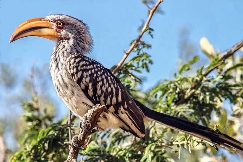 Nature's Makeup Artist: Southern Yellow-Billed Hornbill