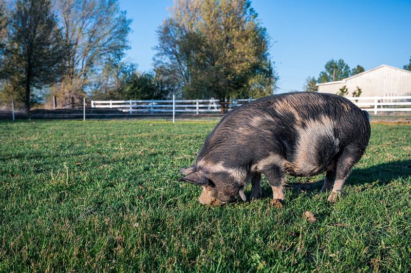 Wooly Wonders: Kunekune Pigs
