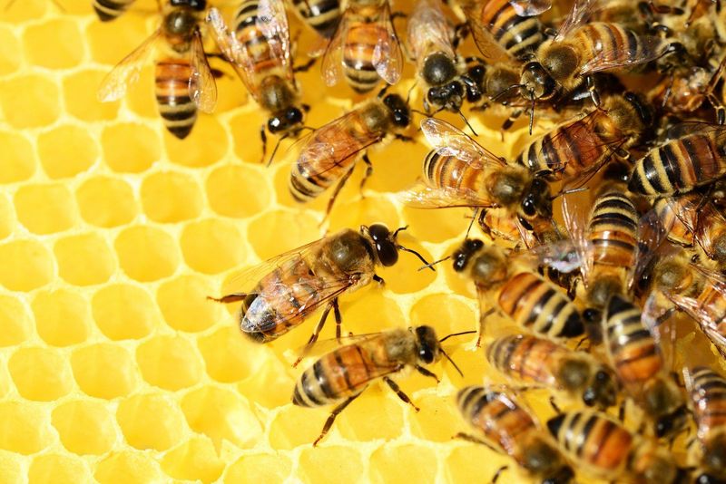 Honey Production Specialists: Bees