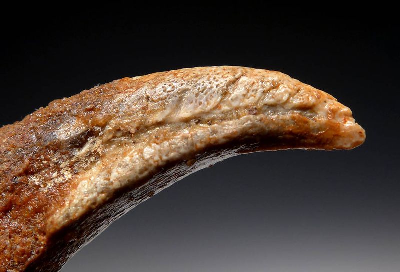 Sharp, Curved Claws