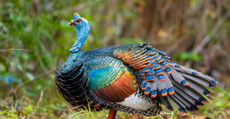 Feathered Royalty: 15 Galliformes That Dazzle With Color And Charm